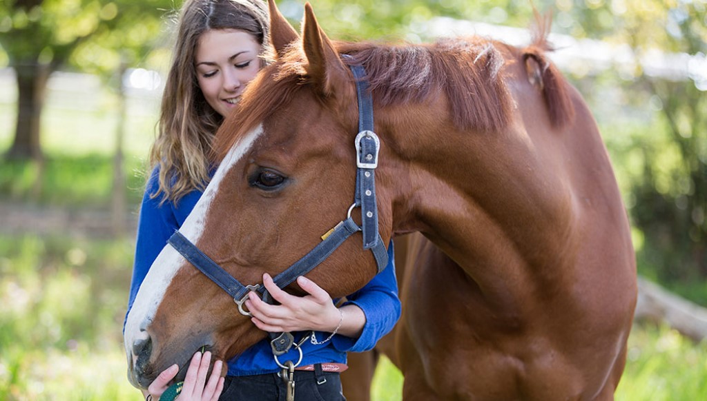 osteopathie pour chevaux ile de re